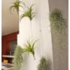 Supporto in filo d'acciaio per Tillandsia - immagine 4