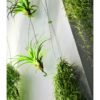 Supporto in filo d'acciaio per Tillandsia