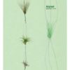 Supporto in filo d'acciaio per Tillandsia - immagine 6